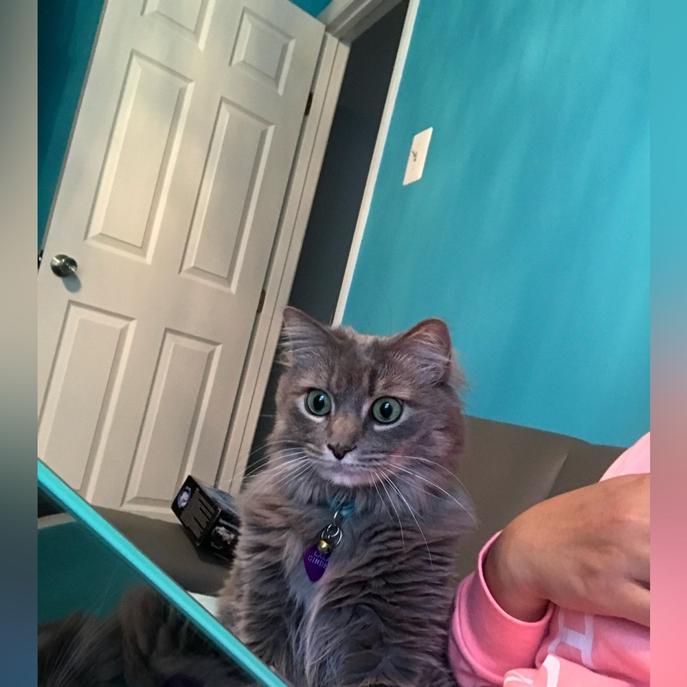 ✨💥 Live Show Notifier, Let’s GO!💥✨ - Picture 13 of 13